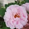 Larry Daniels rose photo