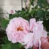 Larry Daniels rose photo