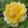 Golden Masterpiece rose photo
