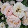 Moonlight in Paris ™ rose photo