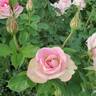 Painted Porcelain™ rose photo