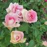 Painted Porcelain™ rose photo