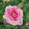 Painted Porcelain™ rose photo