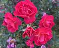 Cherry Peachy rose photo