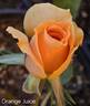Orange Juice rose photo