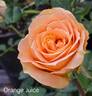 Orange Juice rose photo