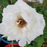 Frau Karl Druschki rose photo