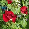 Black Lady ® rose photo