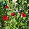 Black Lady ® rose photo
