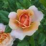 State of Grace rose photo