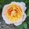 State of Grace rose photo