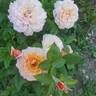 State of Grace rose photo