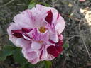 Magdas Rose rose photo