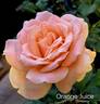 Orange Juice rose photo
