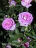 Marlon's Day rose photo