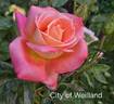 City of Welland rose photo
