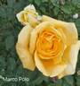 Marco Polo rose photo