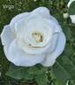 Virgo rose photo