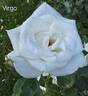 Virgo rose photo