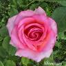 Mondiale ® rose photo