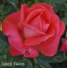 Spice Twice ™ rose photo