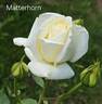 Matterhorn ® rose photo