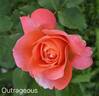 Outrageous ™ rose photo