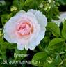 Bremer Stadtmusikanten ® rose photo
