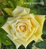 Canary Diamond ™ rose photo