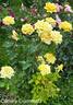 Canary Diamond ™ rose photo
