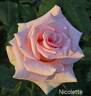Nicolette rose photo
