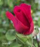 Hanne rose photo