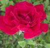 Hanne rose photo