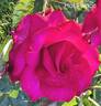 Hot Prince rose photo