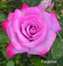 Paradise ™ rose photo