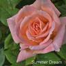 Summer Dream rose photo