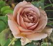 Irish Crème rose photo