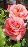 What a Wonderful World rose photo