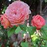 Pick'n Go rose photo