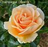Champagne Dreams rose photo