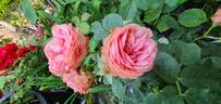 What a Wonderful World rose photo