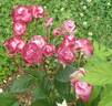 Chi Dan Hing Xin rose photo