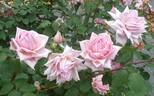 Triomphe de Luxembourg rose photo