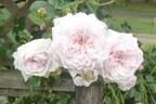 Awakening rose photo