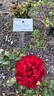 Dalli Dalli ® rose photo