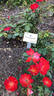 Sarabande rose photo