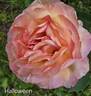 Halloween rose photo