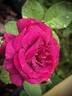 Palais Biron rose photo