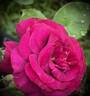 Palais Biron rose photo