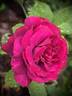 Palais Biron rose photo